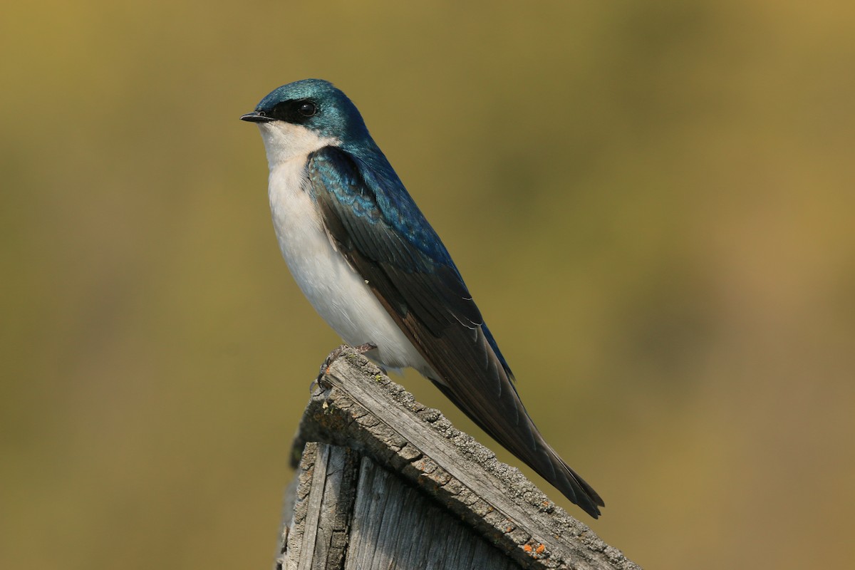 Tree Swallow - ML640594928