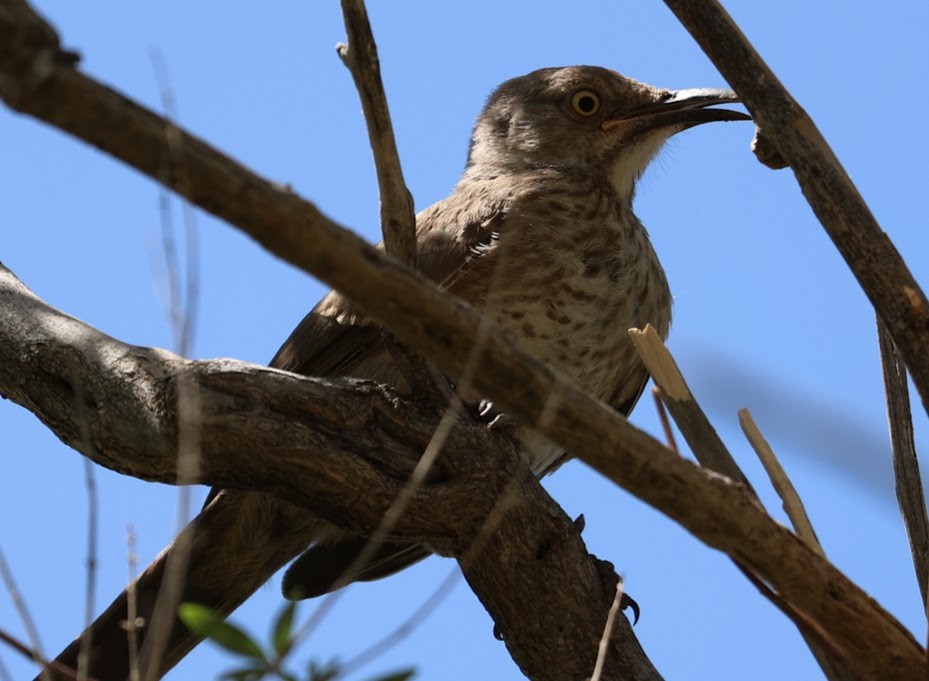 Curve-billed Thrasher - ML640594930
