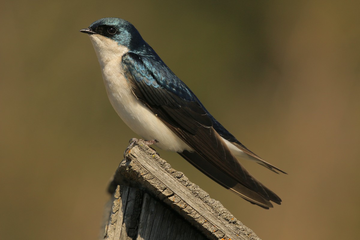 Tree Swallow - ML640594933