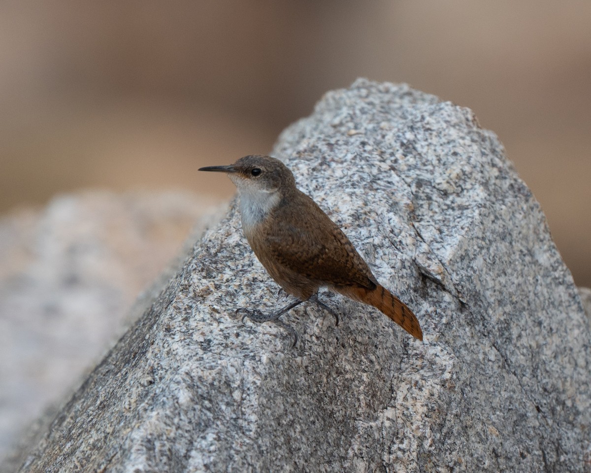 Canyon Wren - ML640594934