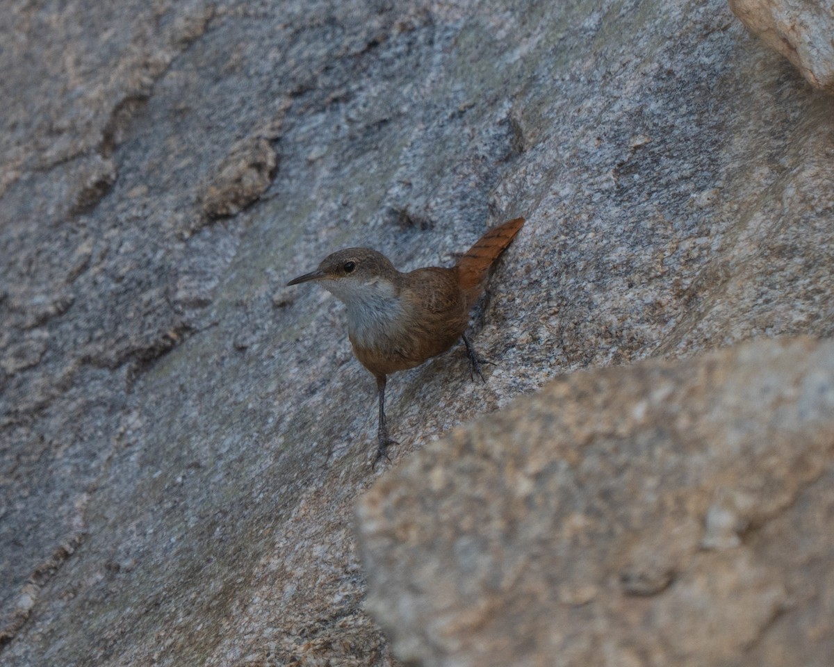 Canyon Wren - ML640594935