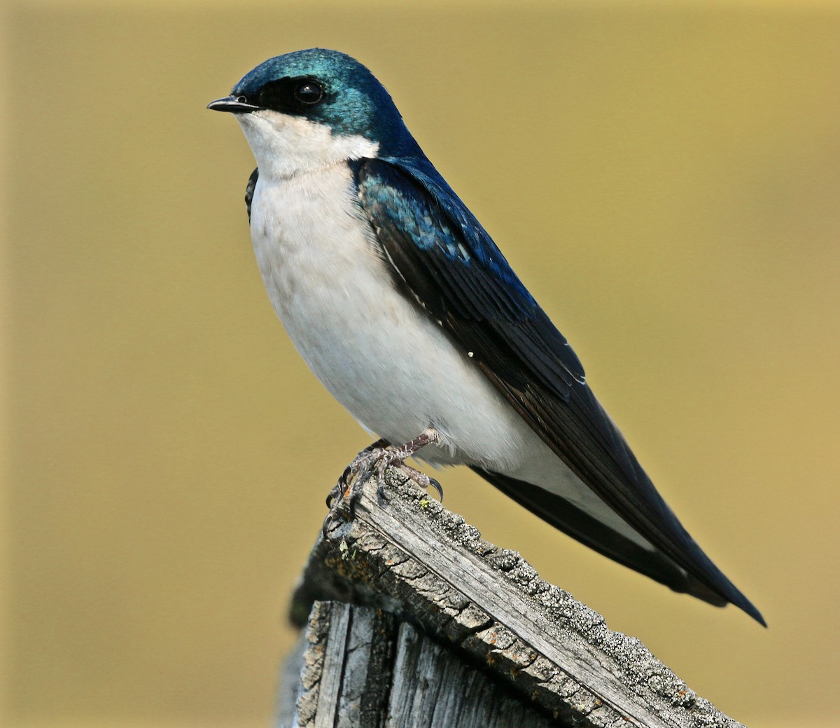 Tree Swallow - ML640594942
