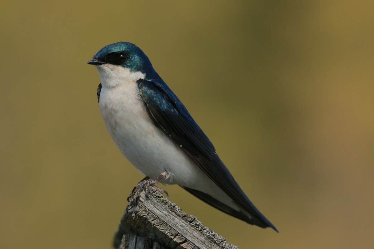 Tree Swallow - ML640594947