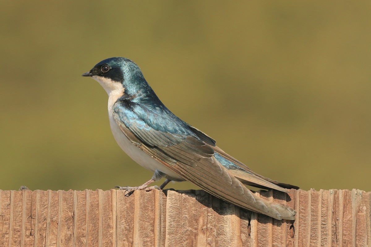 Tree Swallow - ML640594948