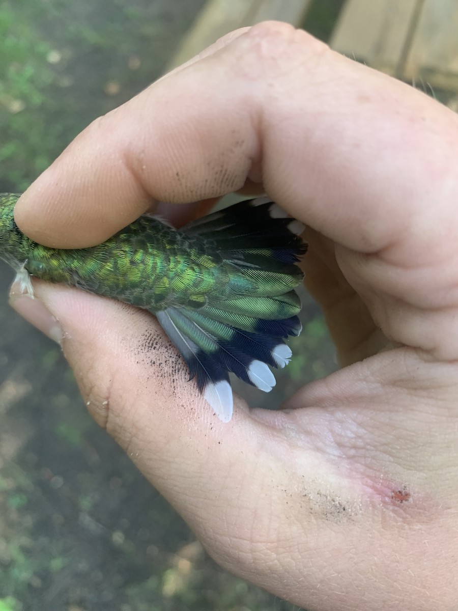 Ruby-throated Hummingbird - ML640594957