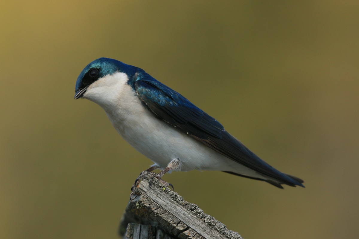Tree Swallow - ML640594959