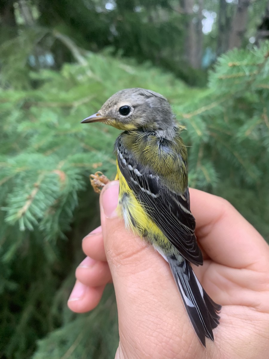 Magnolia Warbler - ML640594964
