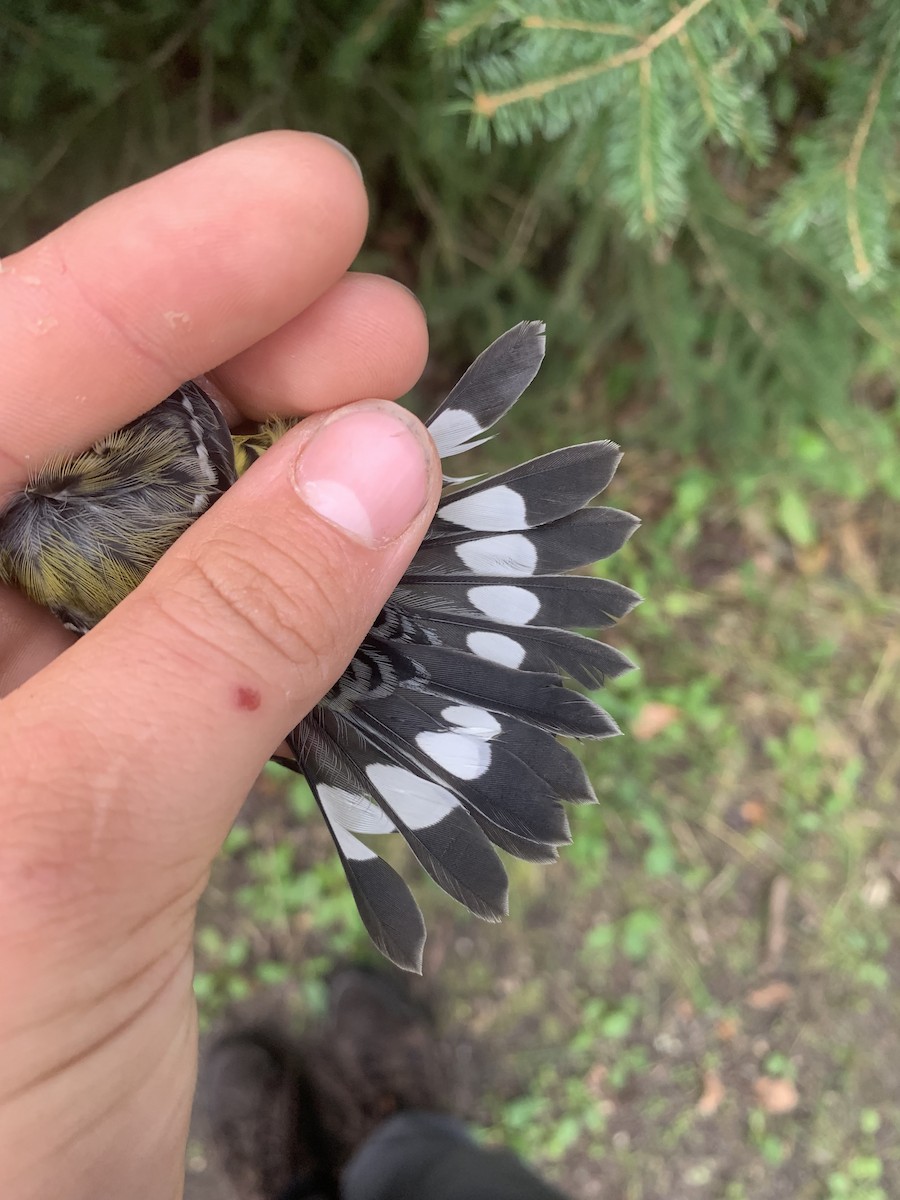 Magnolia Warbler - ML640594965