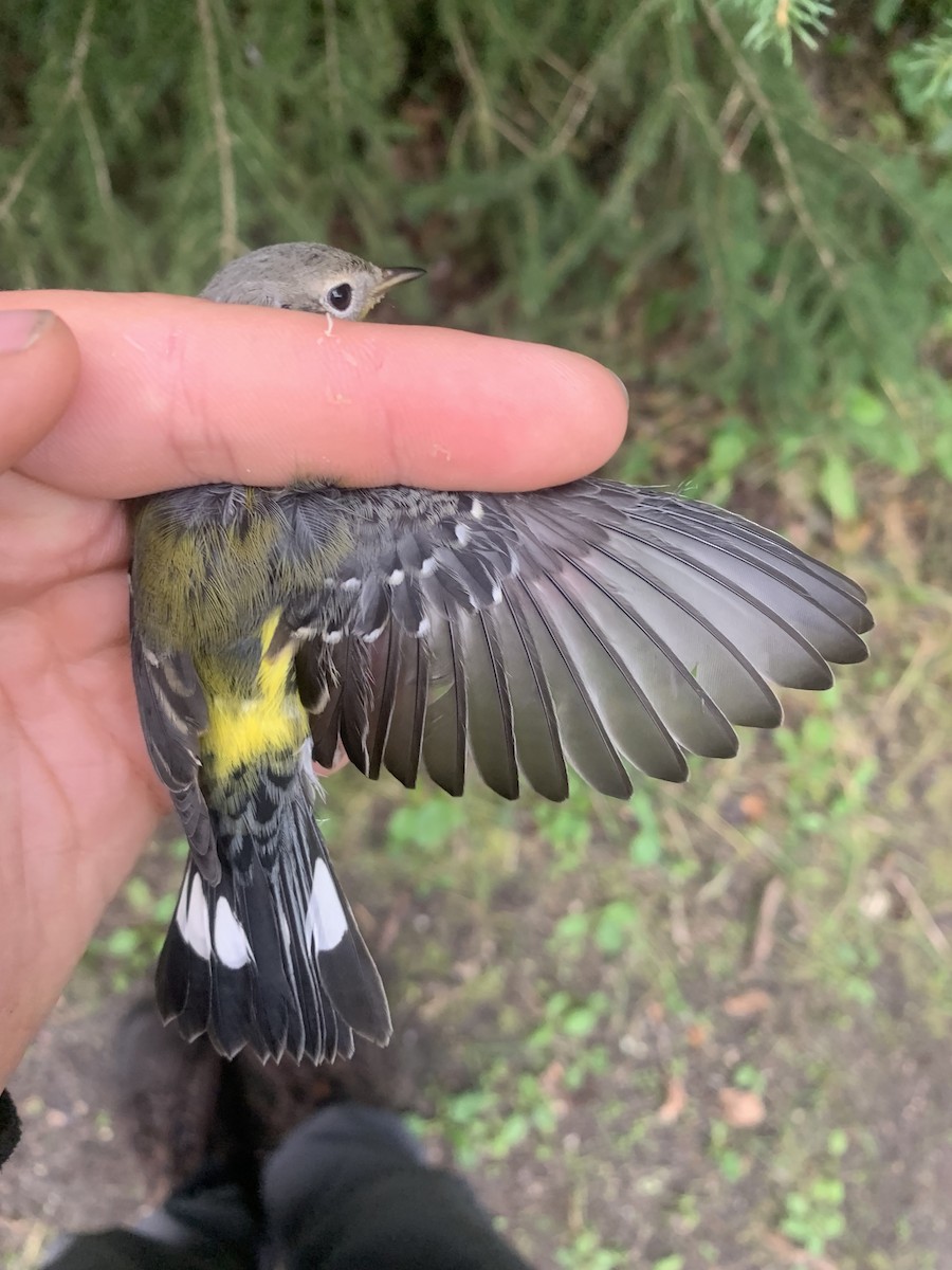 Magnolia Warbler - ML640594966