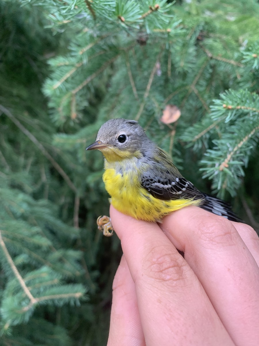 Magnolia Warbler - ML640594967