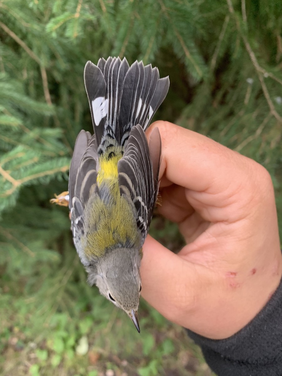 Magnolia Warbler - ML640594968
