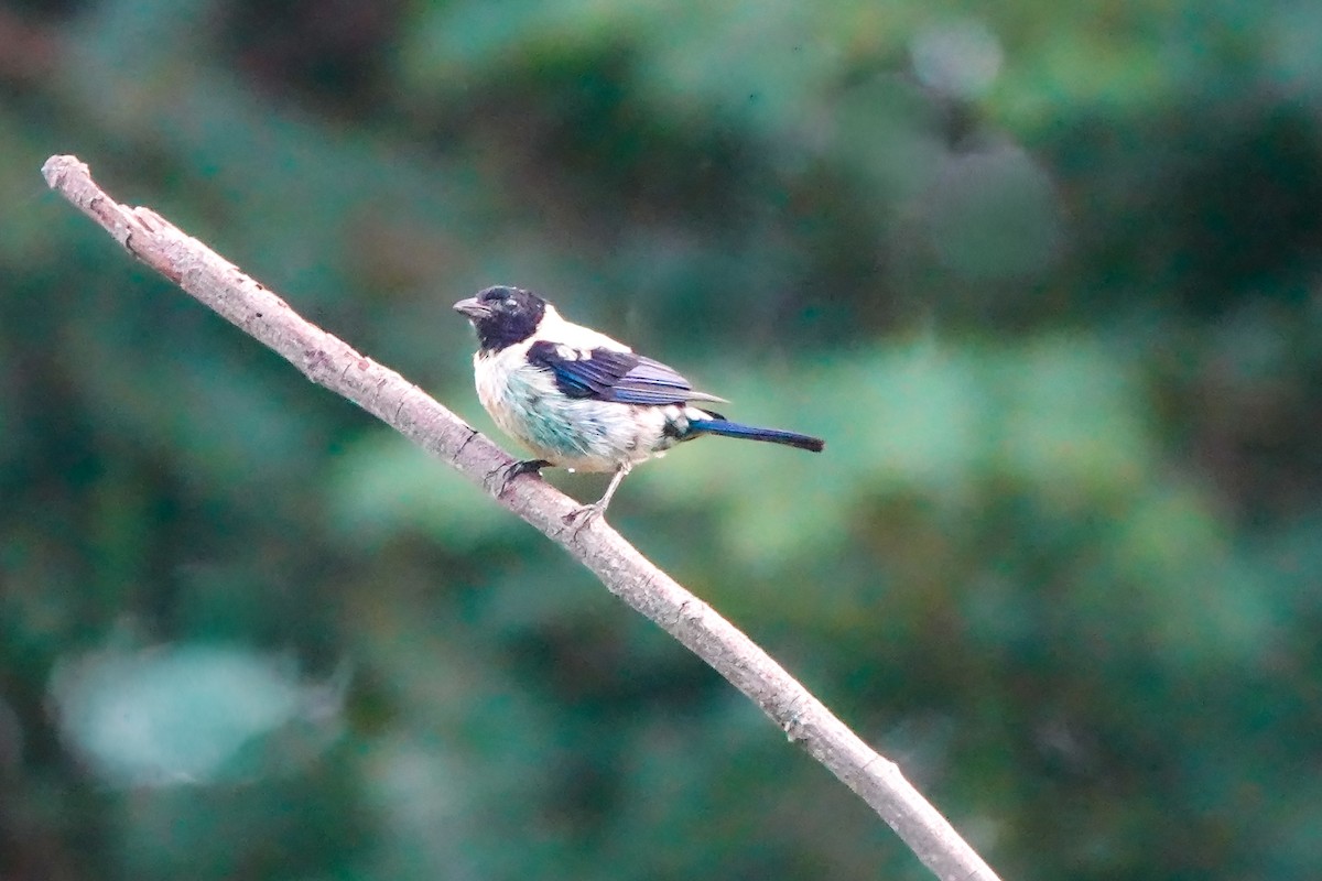 Black-headed Tanager - ML640594978