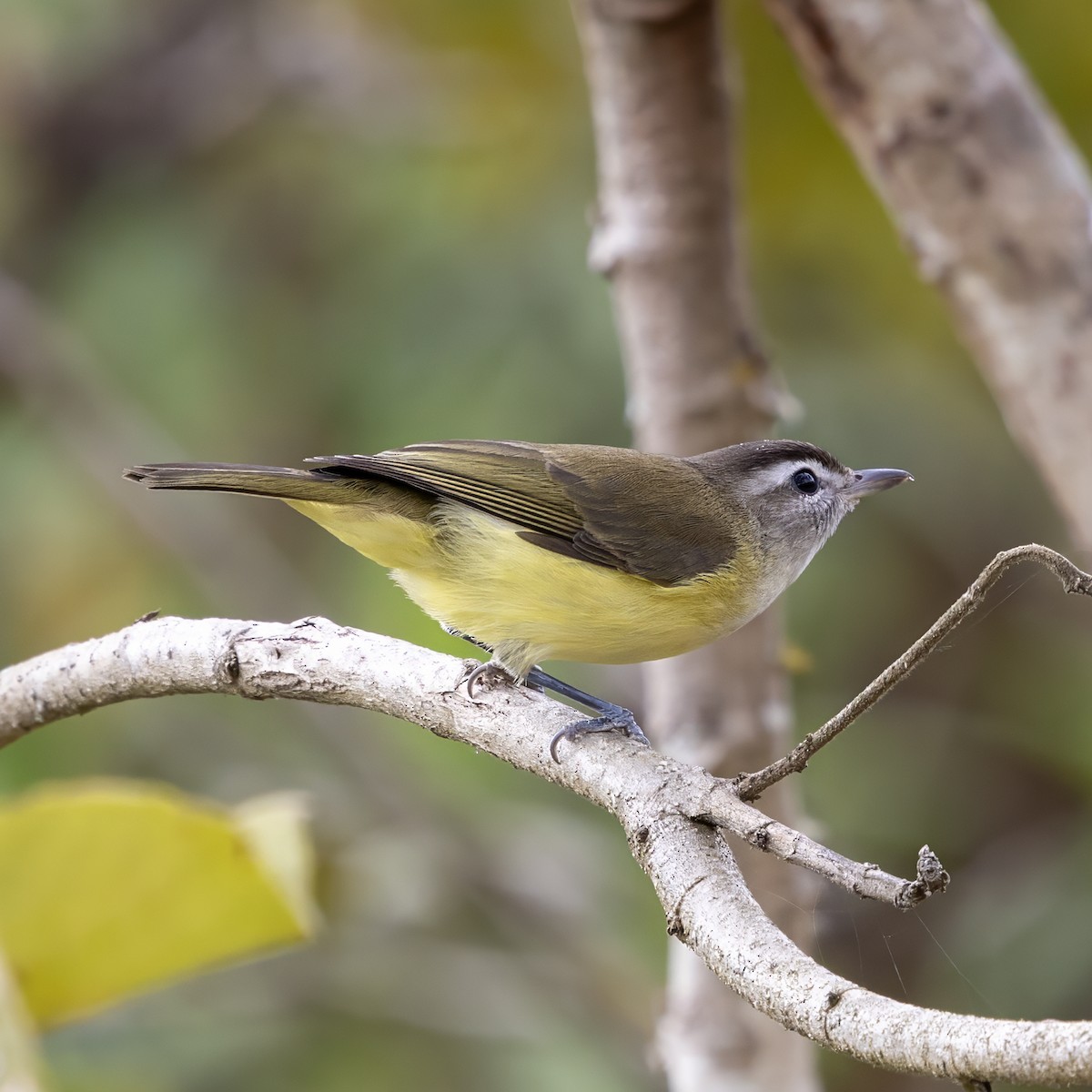 Braunkappenvireo - ML640594988