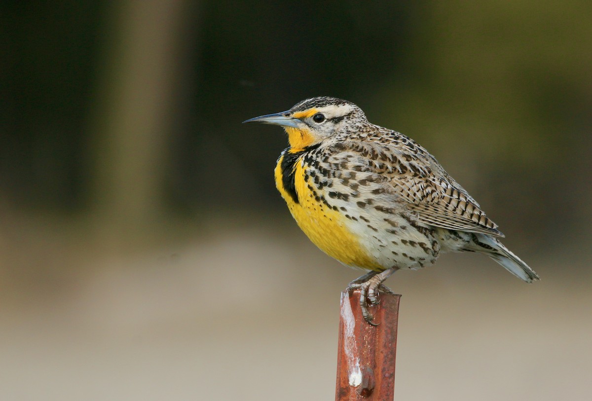 Western Meadowlark - ML640595001