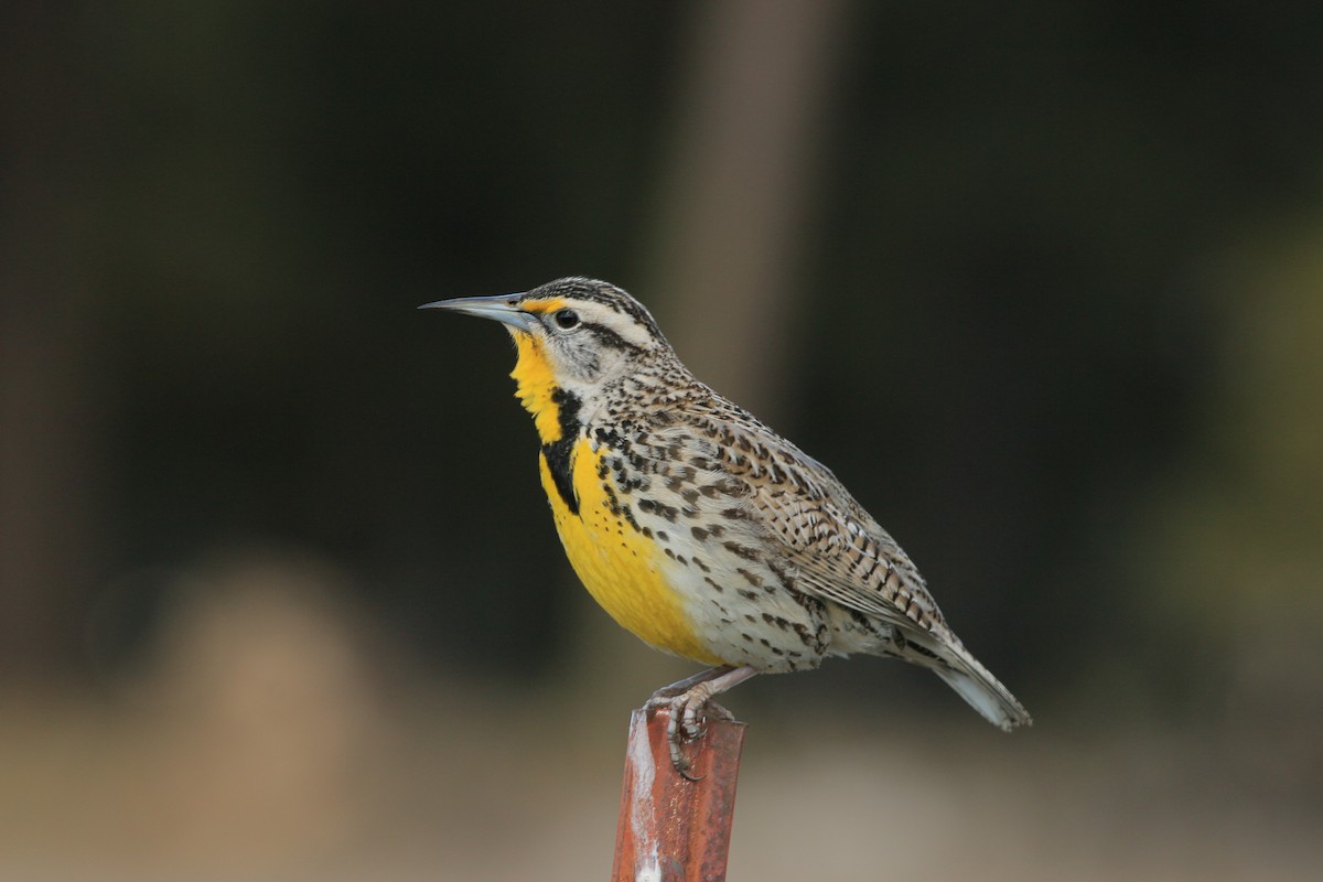 Western Meadowlark - ML640595002