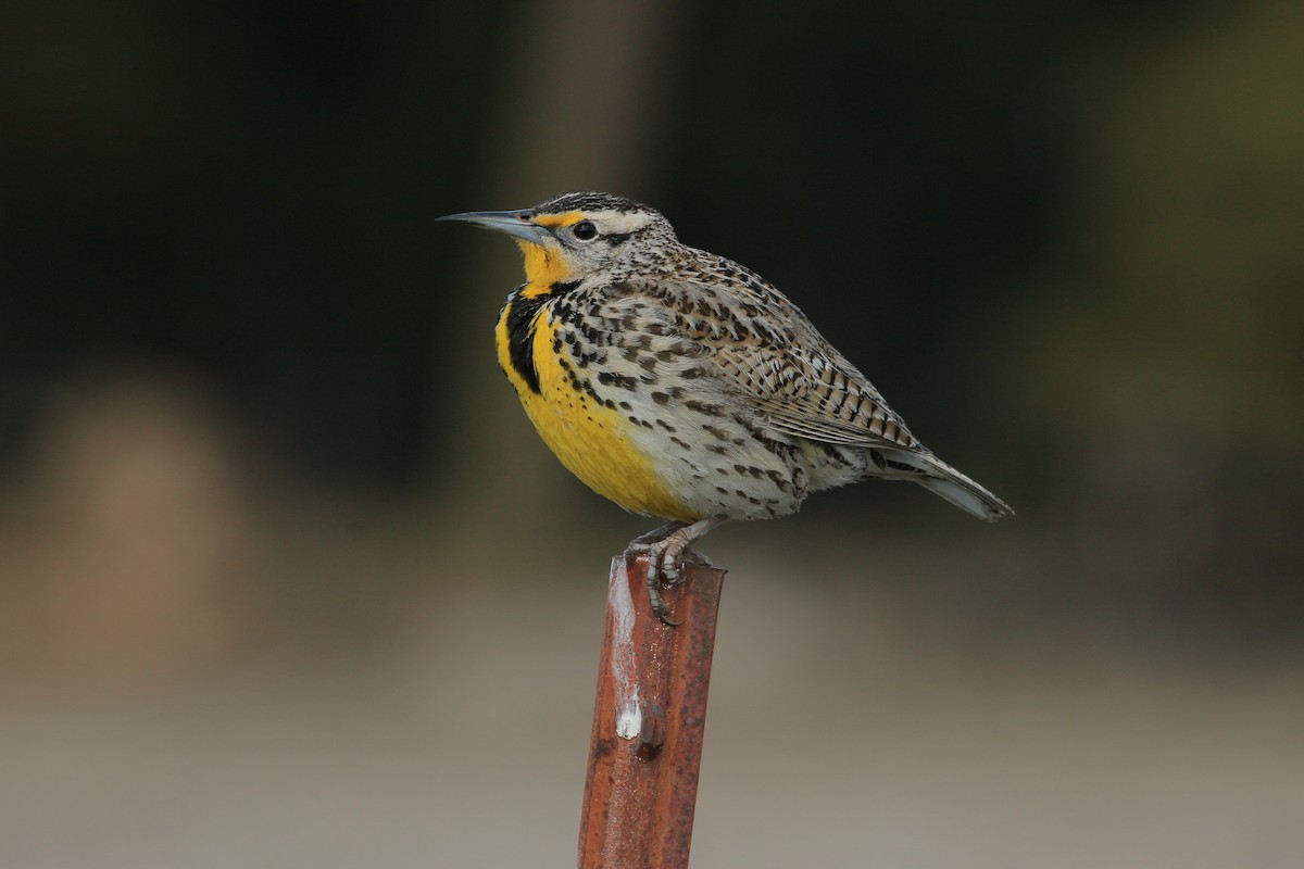Western Meadowlark - ML640595005
