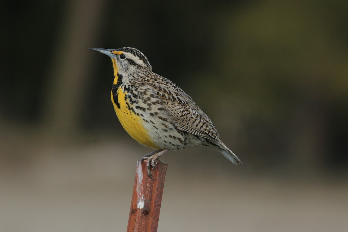 Western Meadowlark - ML640595006