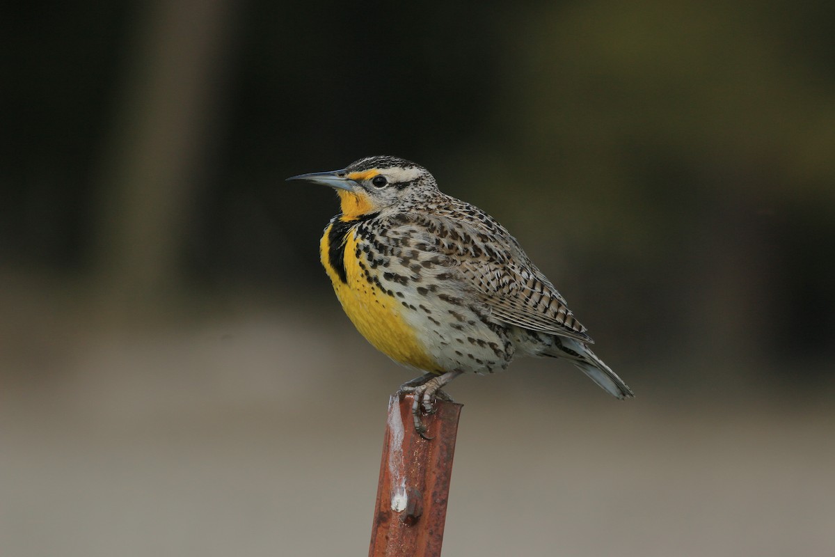 Western Meadowlark - ML640595007