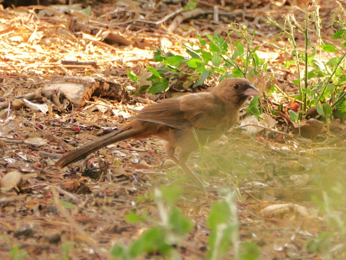 Abert's Towhee - ML640595044