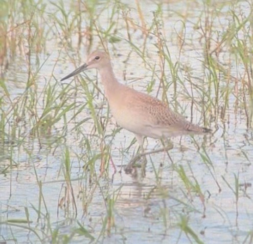 Willet - ML640595052