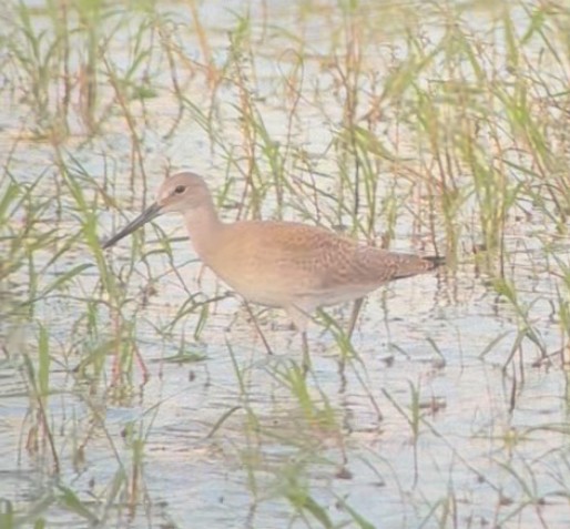 Willet - ML640595053