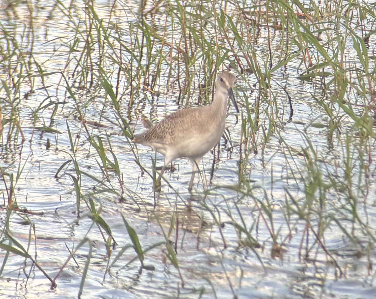 Willet - ML640595054