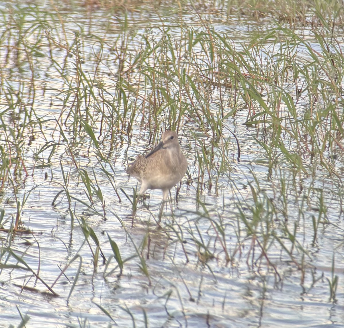 Willet - ML640595055