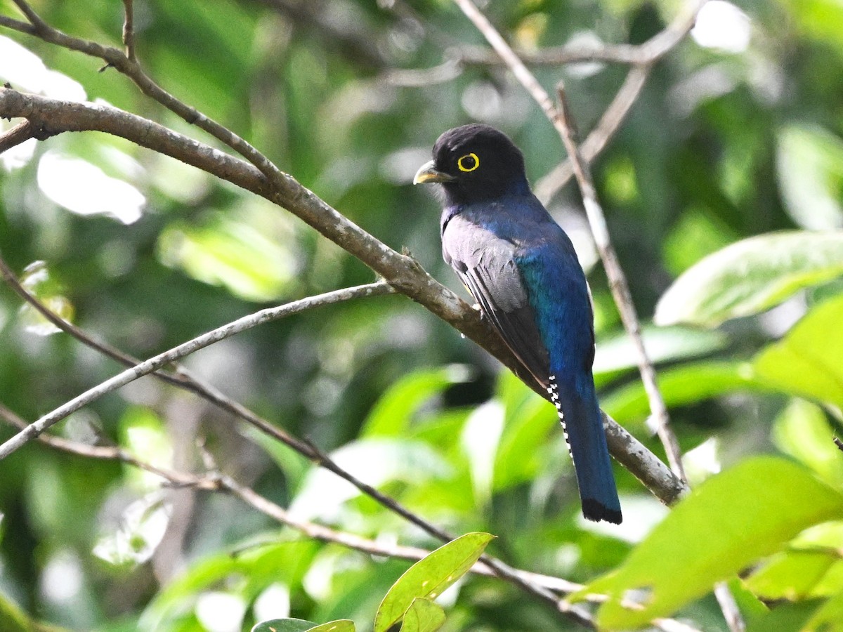 Gartered Trogon - ML640595057
