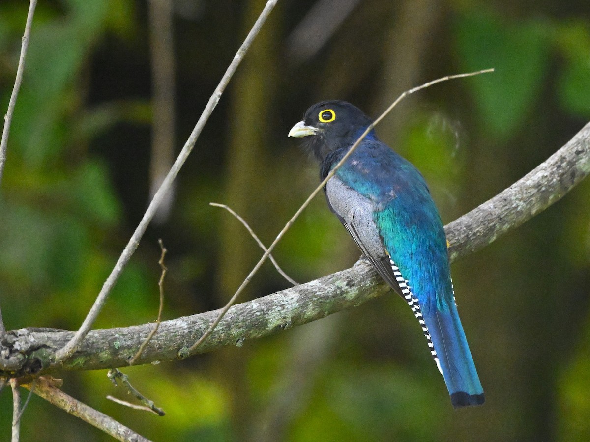 Gartered Trogon - ML640595058