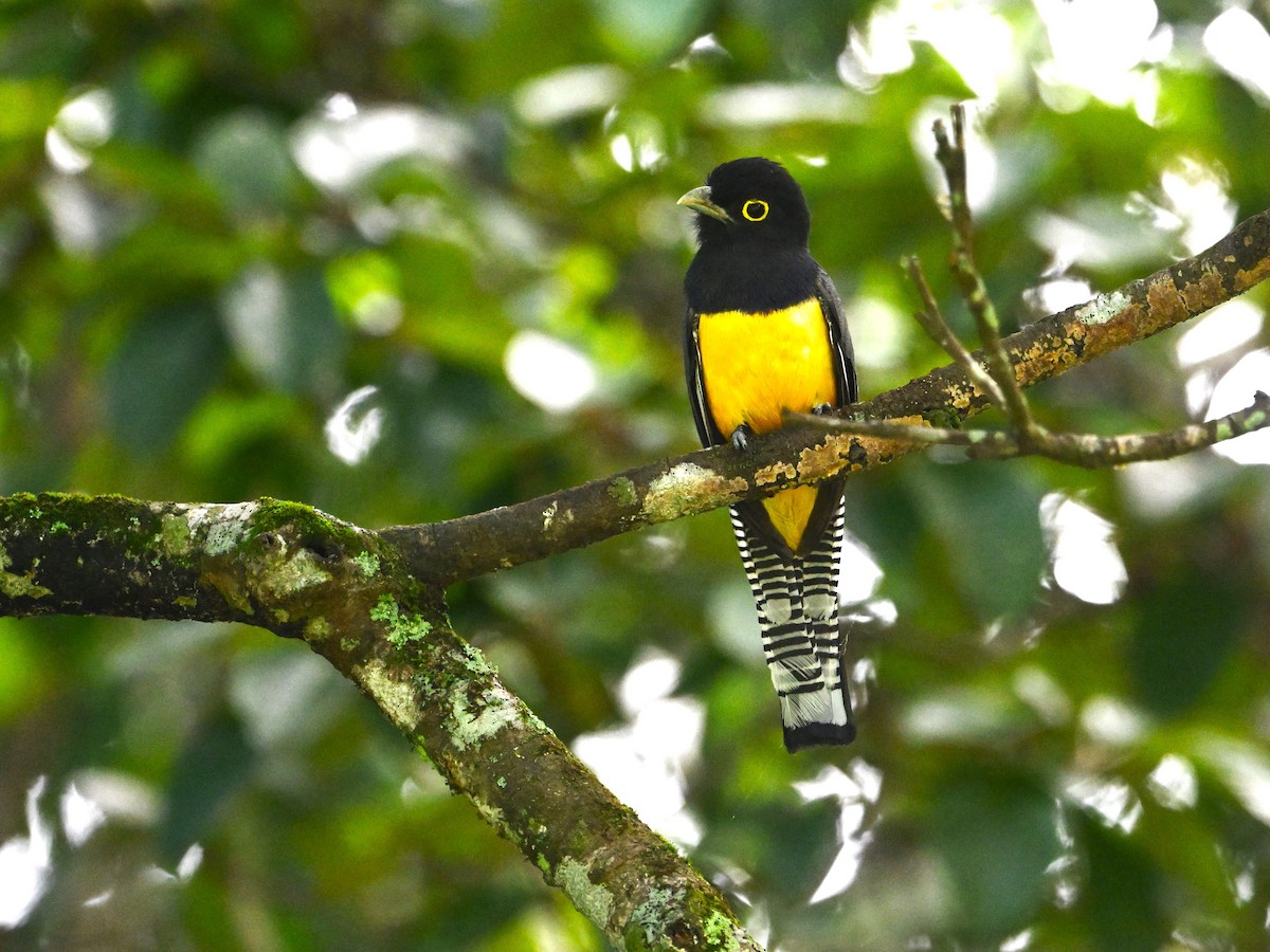 Gartered Trogon - ML640595059