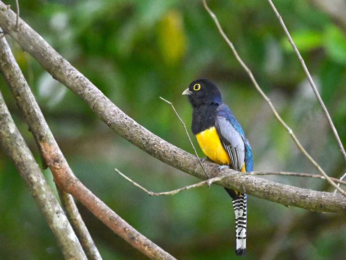 Gartered Trogon - ML640595060