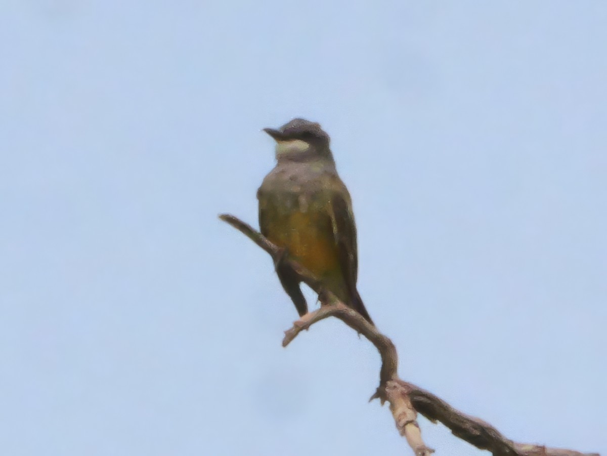 Cassin's Kingbird - ML640595061