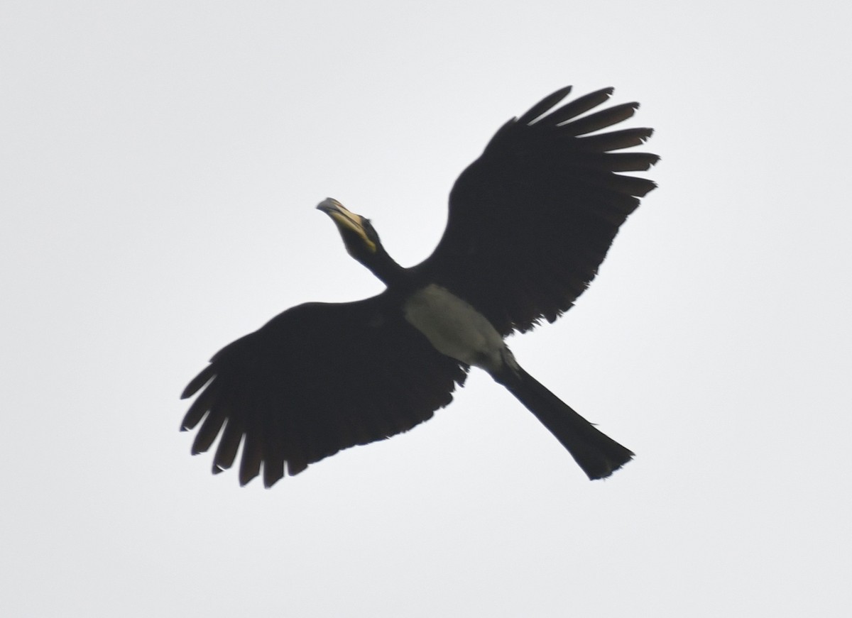 West African Pied Hornbill - ML640595065