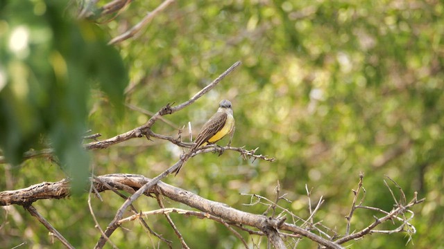 Tropical Kingbird - ML640595066