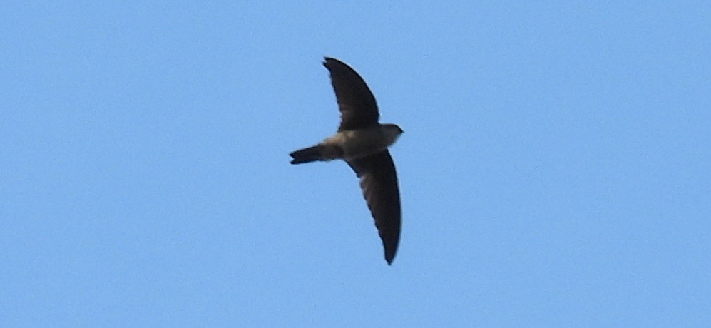 White-nest Swiftlet - ML640595148