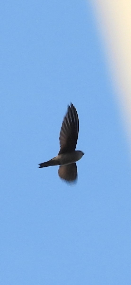 White-nest Swiftlet - ML640595149