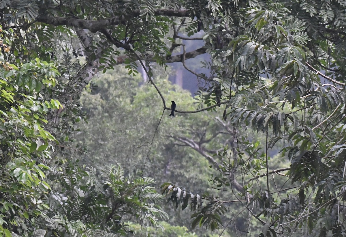 Velvet-mantled Drongo (Fanti) - ML640595200