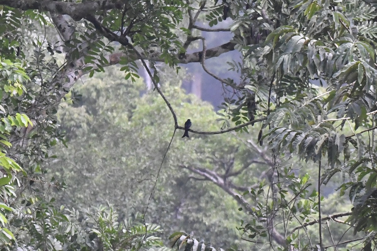 Velvet-mantled Drongo (Fanti) - ML640595201