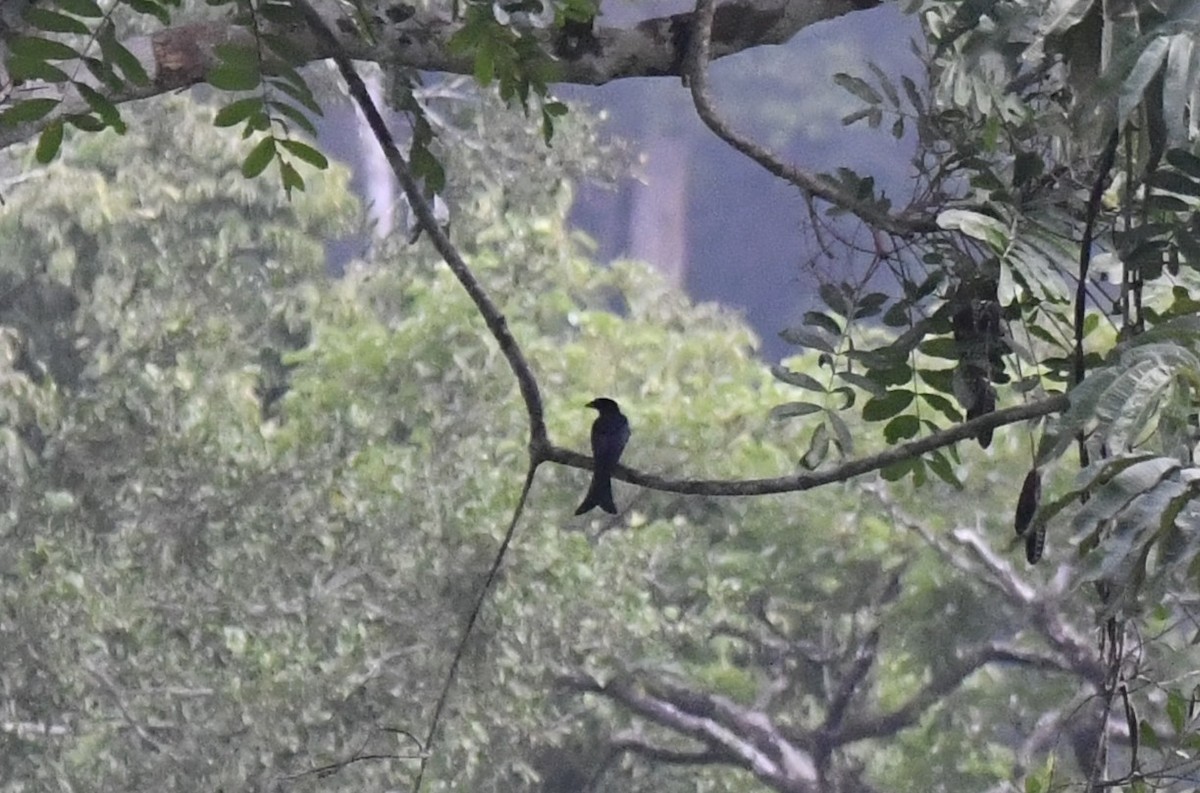 Velvet-mantled Drongo (Fanti) - ML640595202