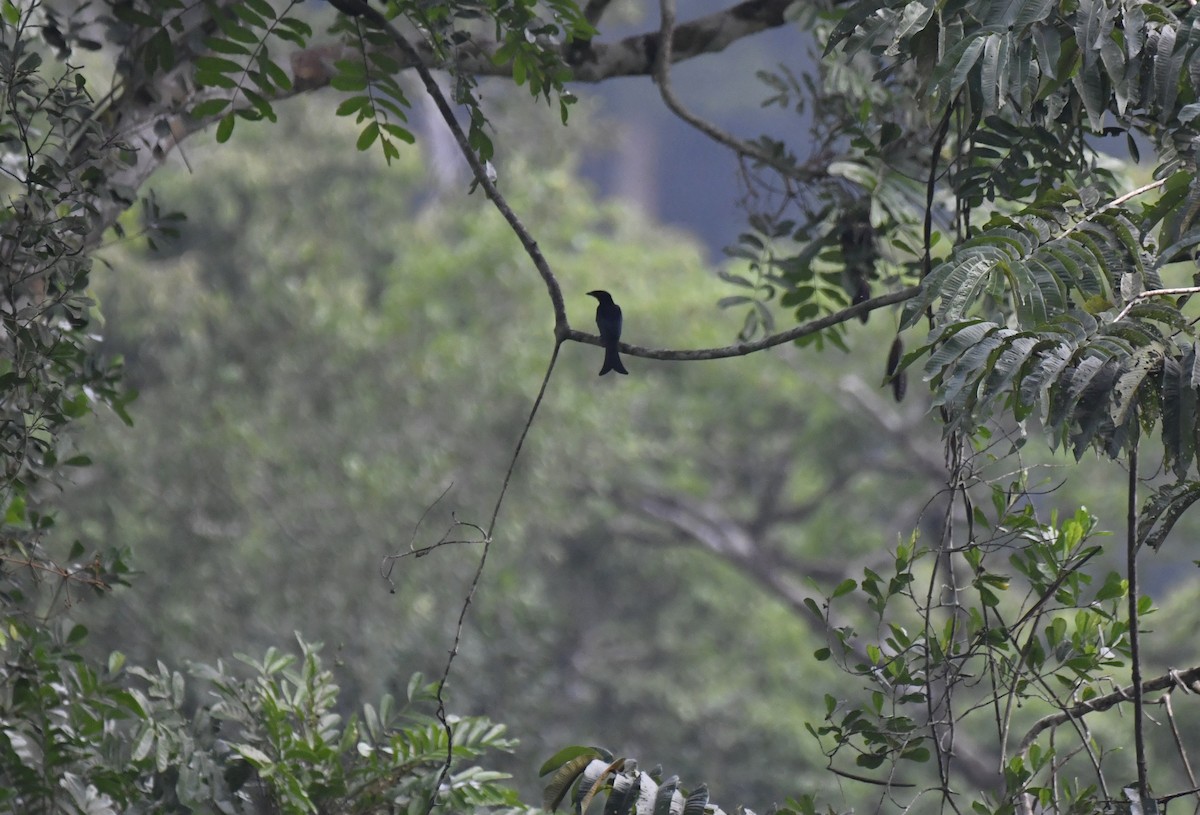 Velvet-mantled Drongo (Fanti) - ML640595203