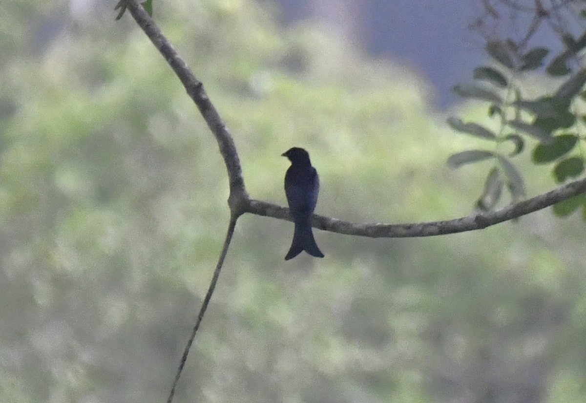 Velvet-mantled Drongo (Fanti) - ML640595241