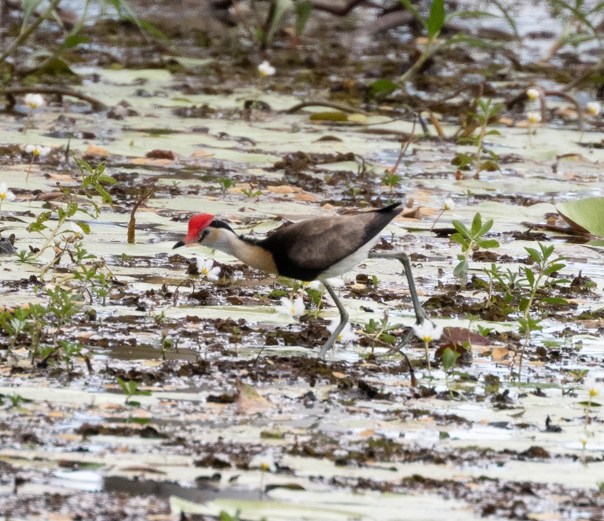 Comb-crested Jacana - ML640595278
