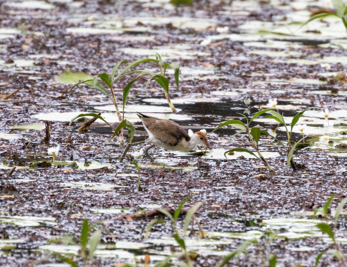 Comb-crested Jacana - ML640595279