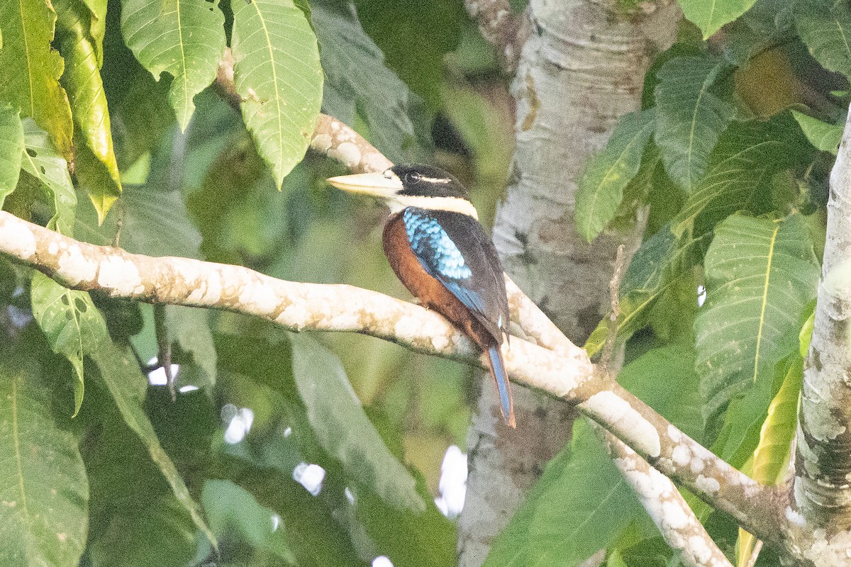 Rufous-bellied Kookaburra - ML640595286