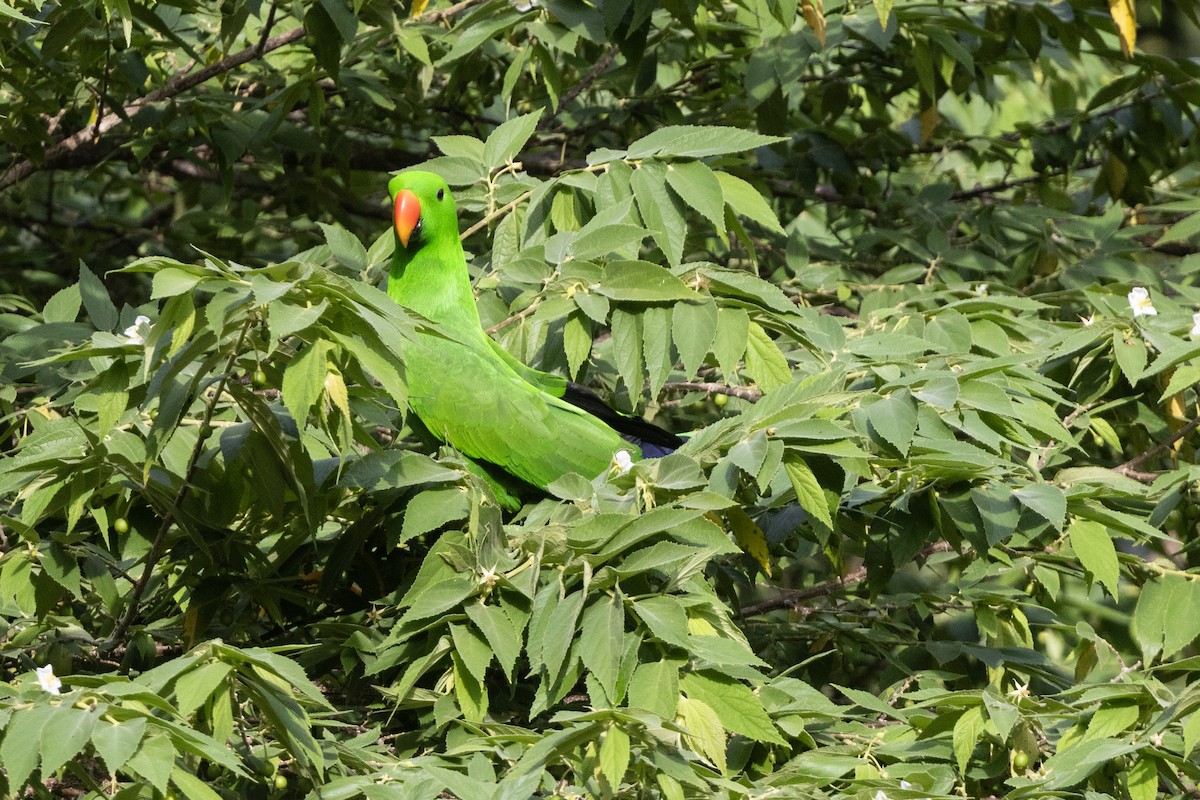 Papuan Eclectus - ML640595307