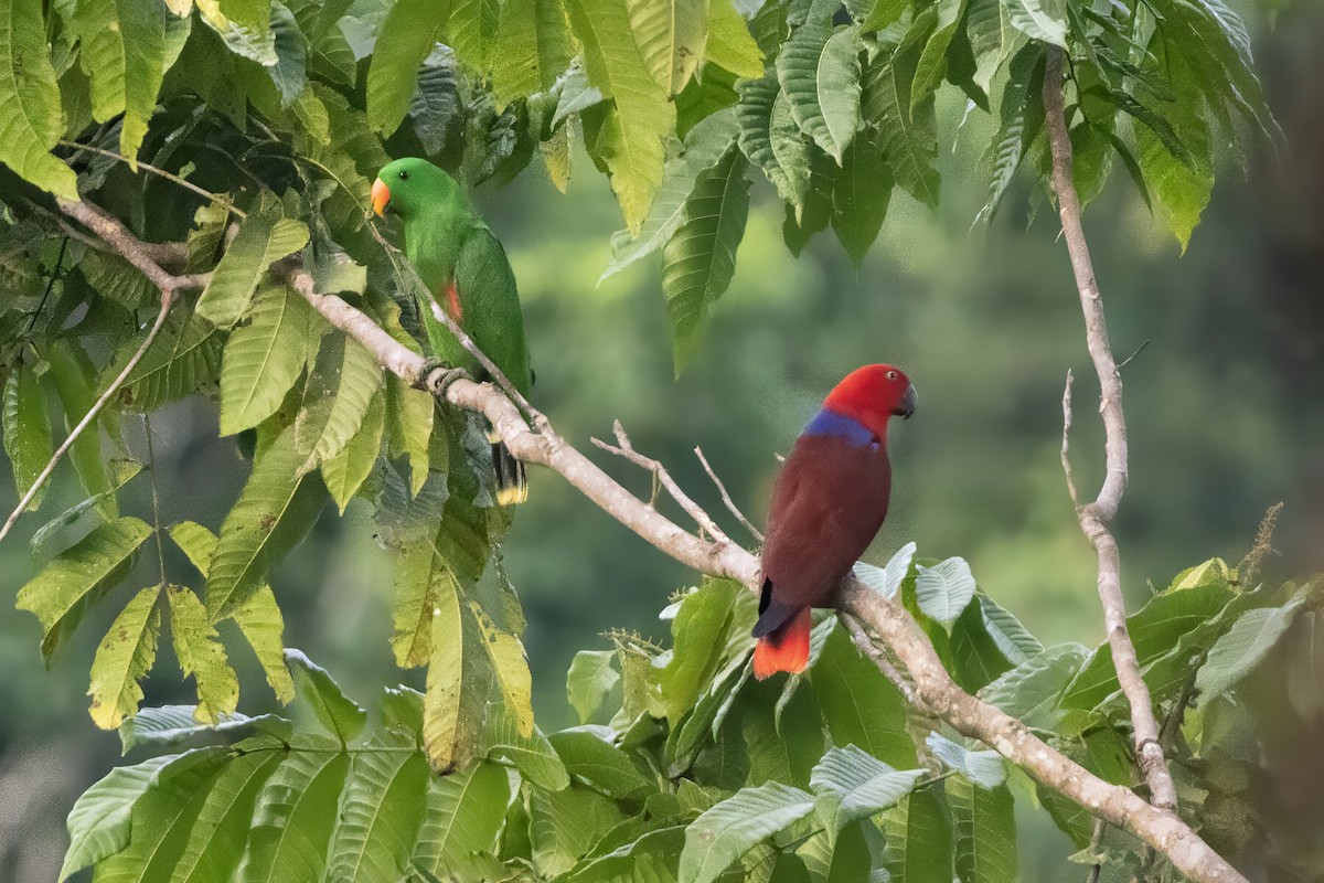 Papuan Eclectus - ML640595308