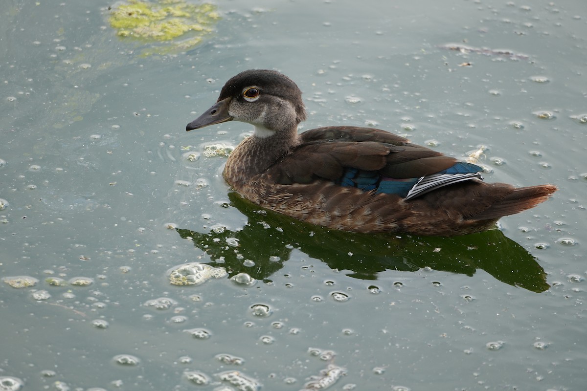 Wood Duck - ML640595314