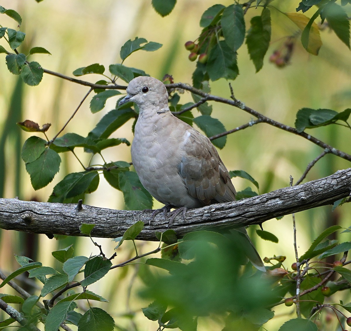 Eurasian Collared-Dove - ML640595329