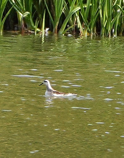 Red-necked Phalarope - ML640595340