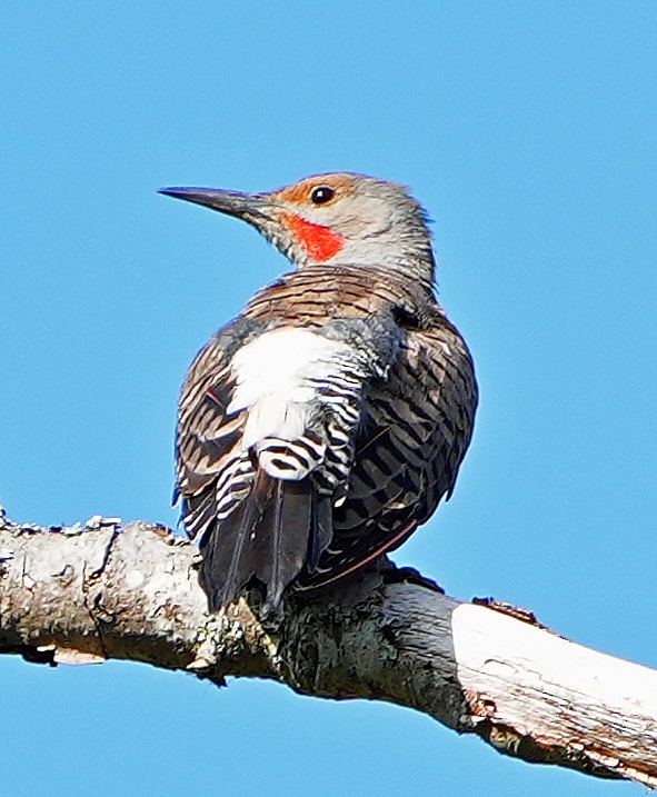 Northern Flicker - ML640595358